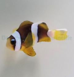 Amphiprion clarkii (Pearl Eye) - T.B.