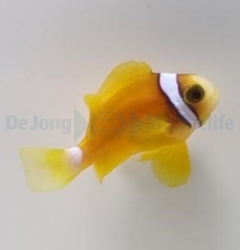 Amphiprion clarkii (Yellow deluxe) - T.B.