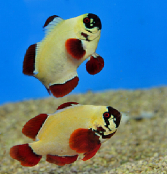 Amphiprion biaculeatus Gold nugget (Pair) - DJM Bred