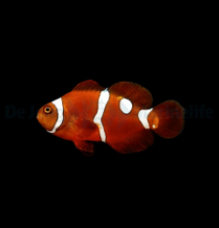 Amphiprion epigrammata (Snowdrop) - DJM Bred