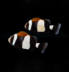 Amphiprion latezonatus (pair)