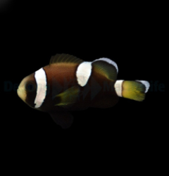 Amphiprion (saddleback blue lip) - DJM Bred