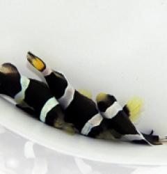 Amphiprion latezonatus - T.B.