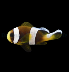 Amphiprion latifasciatus - DJM Bred