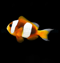 Amphiprion latifasciatus