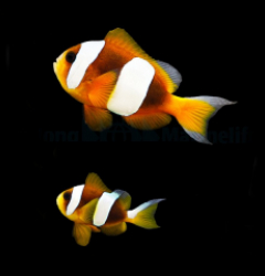 Amphiprion latifasciatus (pair)