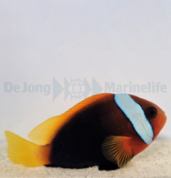 Amphiprion melanopus PNG