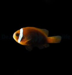 Amphiprion melanopus - DJM Bred
