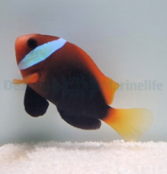 Amphiprion melanopus