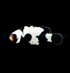 Amphiprion ocellaris (Black Premium Snowflake) - DJM Bred