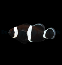 Amphiprion ocellaris (Darwin) (full black) - DJM Bred