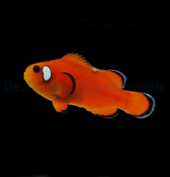 Amphiprion ocellaris (Domino Orange) - DJM Bred