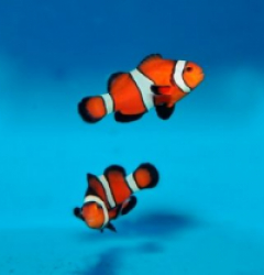 Amphiprion ocellaris (Fancy) - T.B.