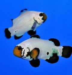 Amphiprion ocellaris frostbite chilled (pair) - T.B.