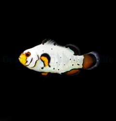 Amphiprion ocellaris (Frostbite) - DJM Bred