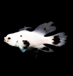 Amphiprion ocellaris (Longfin Snow Storm) 1 - 79e