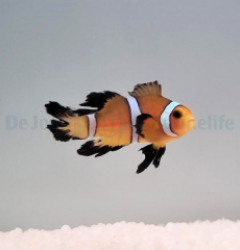 Amphiprion ocellaris (Longfin) - T.B.