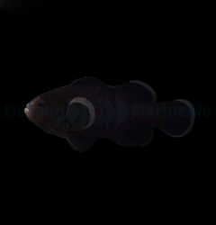 Amphiprion ocellaris (Midnight) - DJM Bred