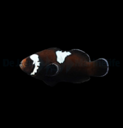 Amphiprion ocellaris (Midnight Lightning) - DJM Bred