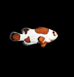 Amphiprion ocellaris (Mocha Storm) 1 - 79e