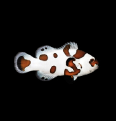 Amphiprion ocellaris (Mocha Storm) 2 - 79e