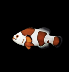 Amphiprion ocellaris (Mocha Storm) 3 - 79e