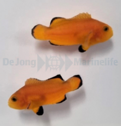 Amphiprion ocellaris naked (pair) - T.B.