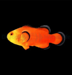 Amphiprion ocellaris (Naked) - DJM Bred