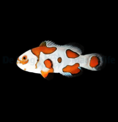 Amphiprion ocellaris (Orange Storm) - DJM Bred