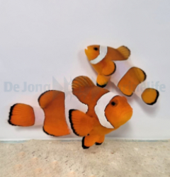 Amphiprion ocellaris (pair)