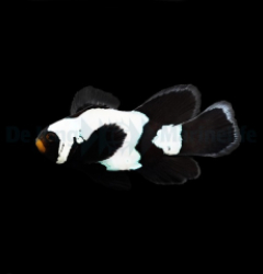 Amphiprion ocellaris (Longfin Black Snowflake Pr) - DJM Bred