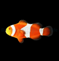 Amphiprion ocellaris (Tangerine) - DJM Bred