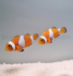 Amphiprion ocellaris (Tangerine) (Pair) - T.B.
