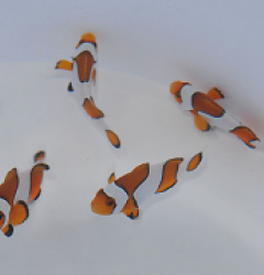 Amphiprion ocellaris (Widebar) - T.B.