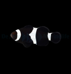 Amphiprion ocellaris (Darwin) - DJM Bred