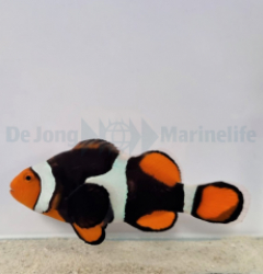 Amphiprion percula (Black) PNG