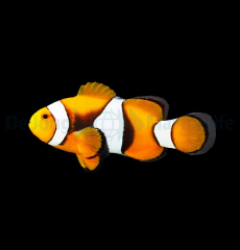 Amphiprion percula (Black)