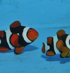 Amphiprion percula (Black) PNG (pair)