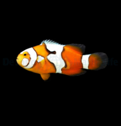 Amphiprion percula (Picasso) - DJM Bred