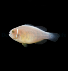 Amphiprion perideraion - T.B.