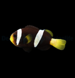 Amphiprion sebae