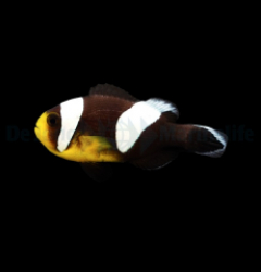 Amphiprion sebae