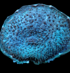 Amplexidiscus fenestrafer (Common)