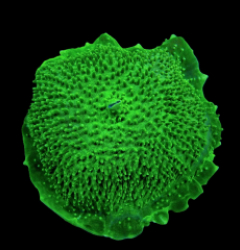 Amplexidiscus fenestrafer (Green)