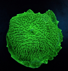 Amplexidiscus fenestrafer (Green)