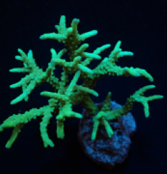 Anacropora spp. (Yellow-Green)