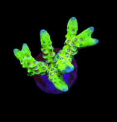 Anacropora spp. (Green Goblin) (frag)