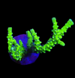 Anacropora forbesi (Green Goblin) (DJM frag) o 121