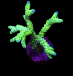 Anacropora forbesi (Green Goblin) (DJM frag) o 123