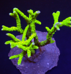 Anacropora spp. (Yellow-Green)
